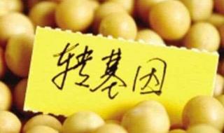 51个转基因品种获审定通过