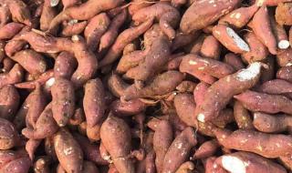 51个转基因品种获审定通过