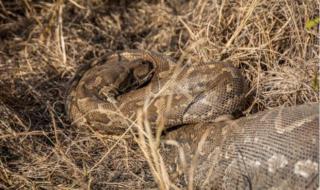 什么动物最容易摔倒